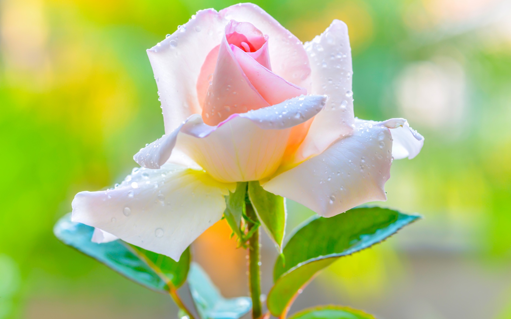 Красивая нежная розовая роза в каплями на лепестках 