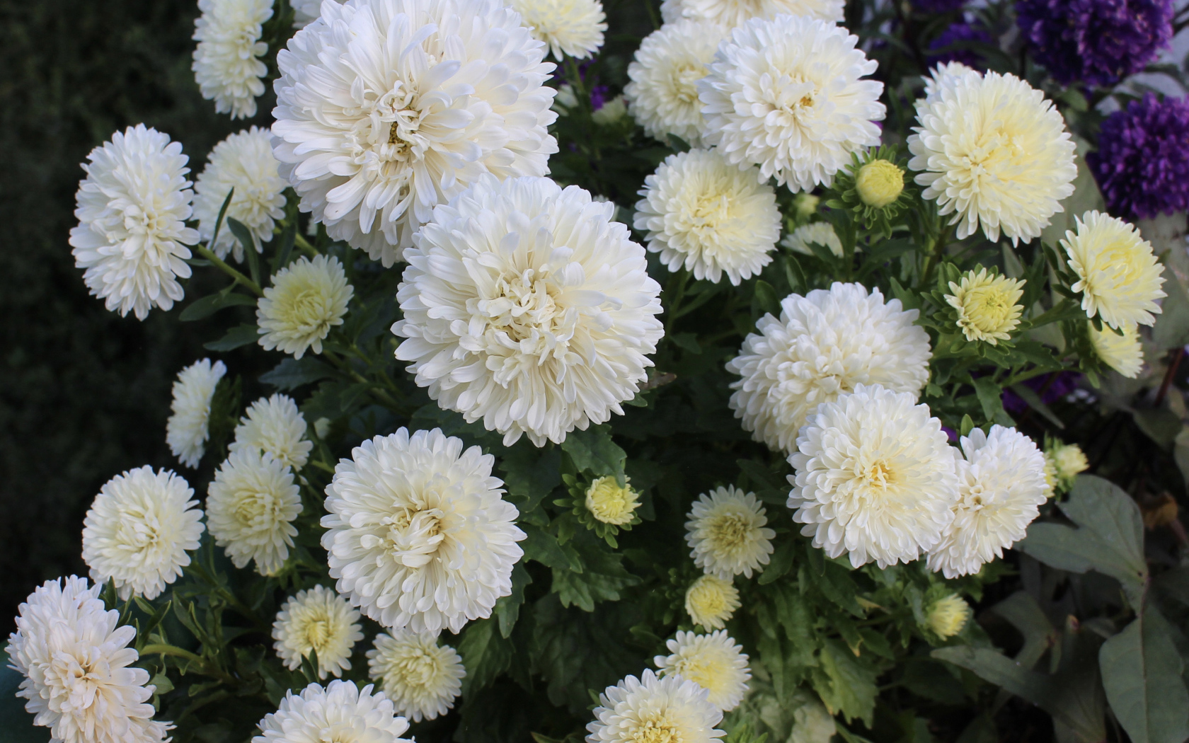 Красивые белые астры на клумбе 