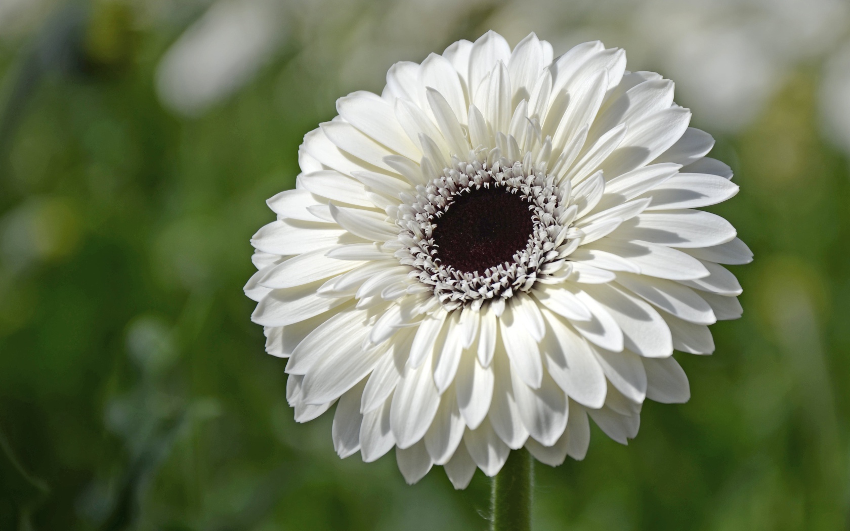 Красивый белый цветок герберы с черной серединой