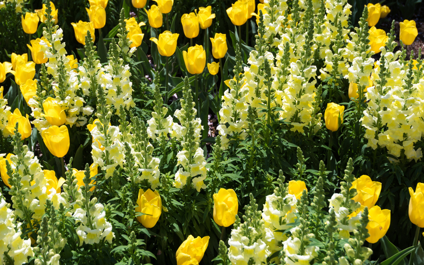 Красивые желтые цветы львиный зев и тюльпаны на клумбе 