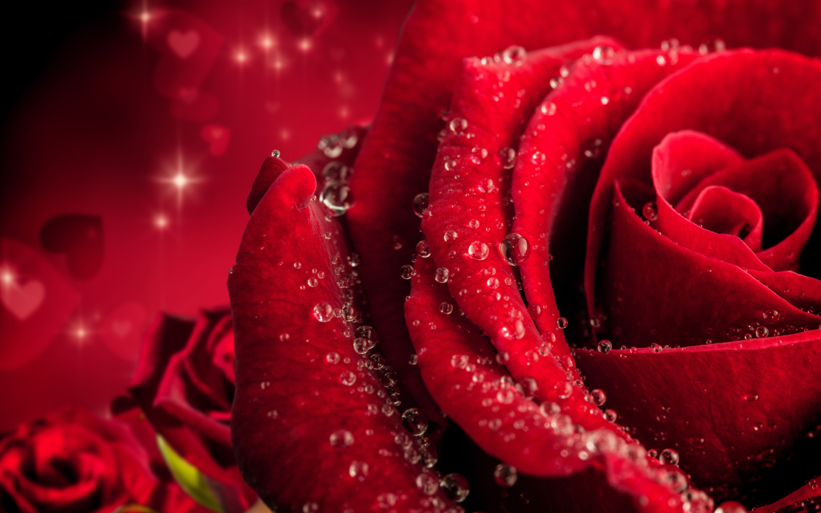 Большая крупная роза в каплях розы 