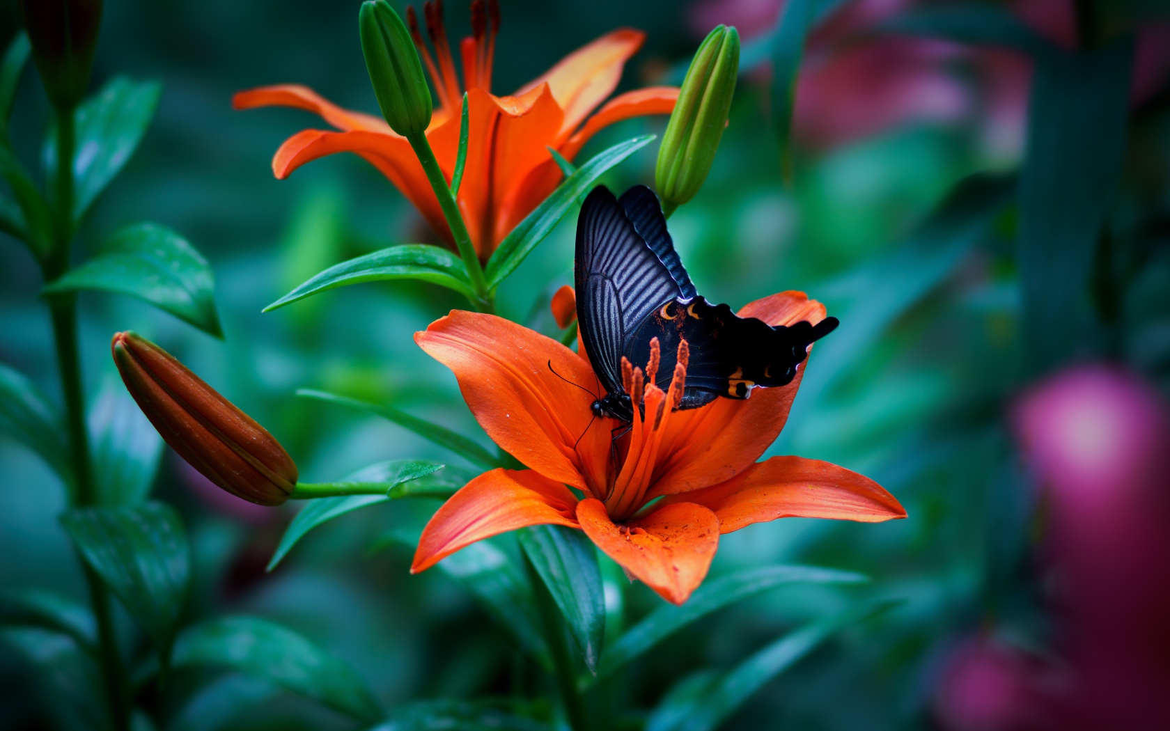 Черная бабочка сидит на оранжевой лилии 