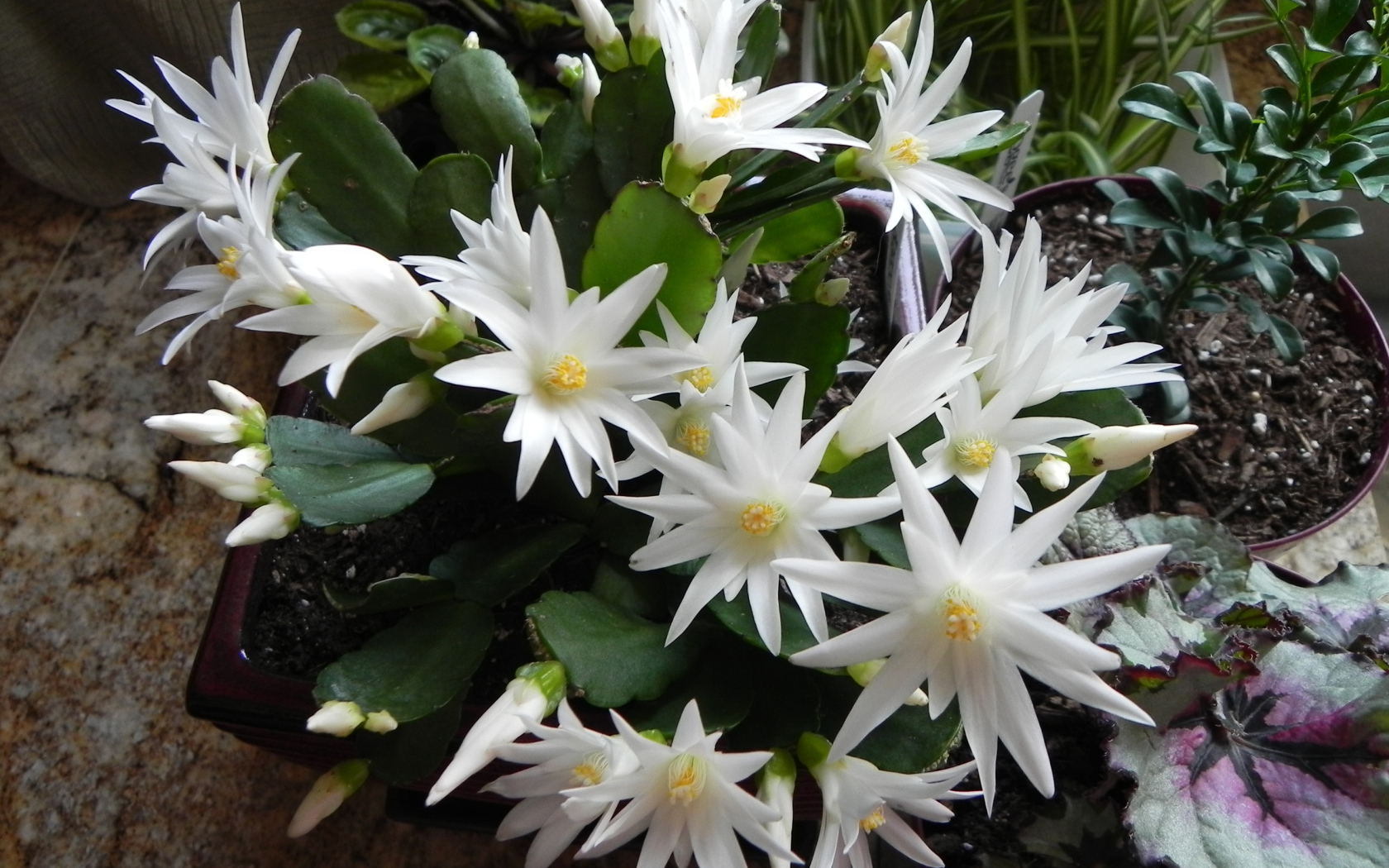 Цветущий белыми цветами комнатный цветок декабрист