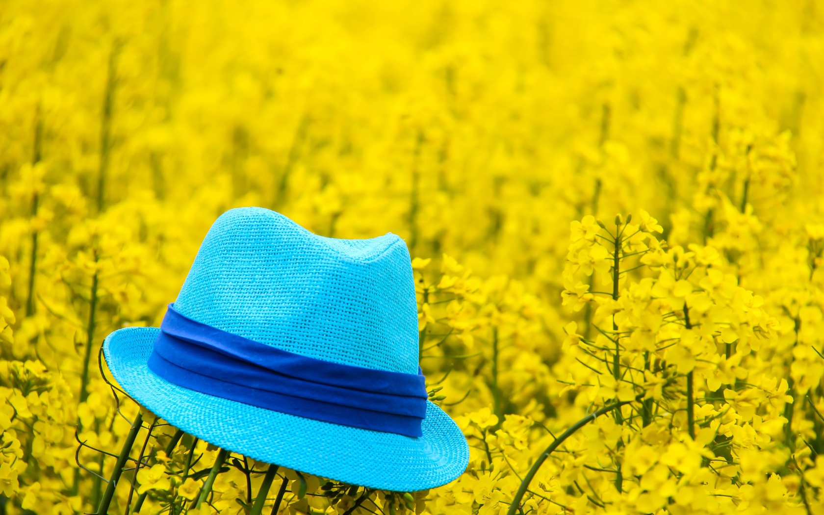 Голубая шляпа лежит на желтых цветах 