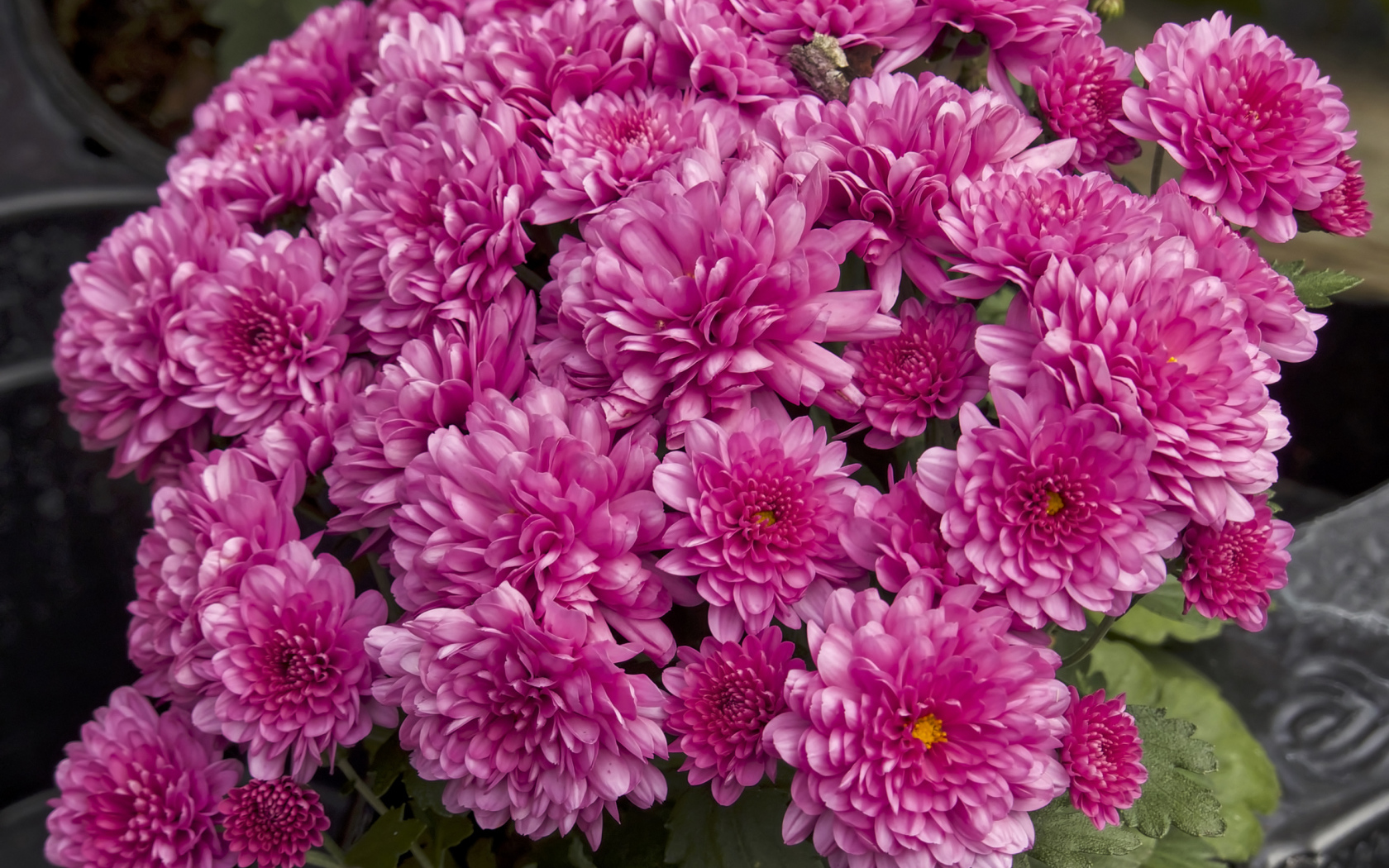 Букет красивых розовых хризантем крупным планом