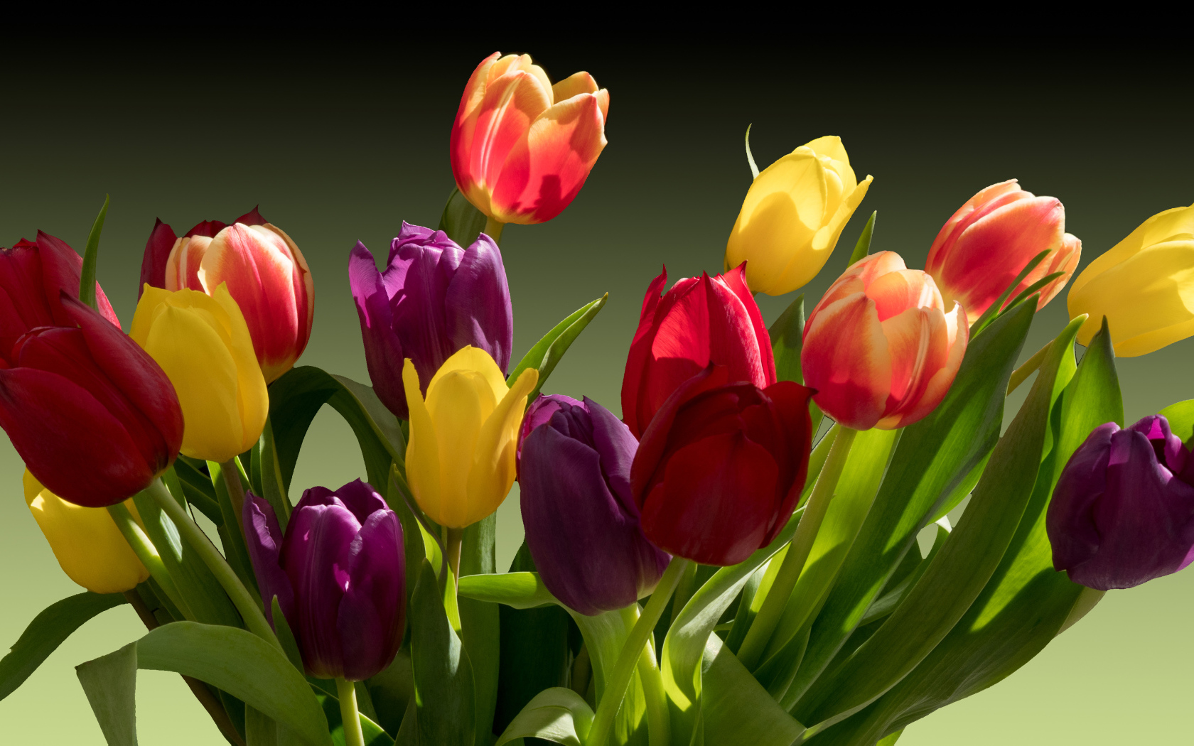 Букет разноцветных тюльпанов крупным планом