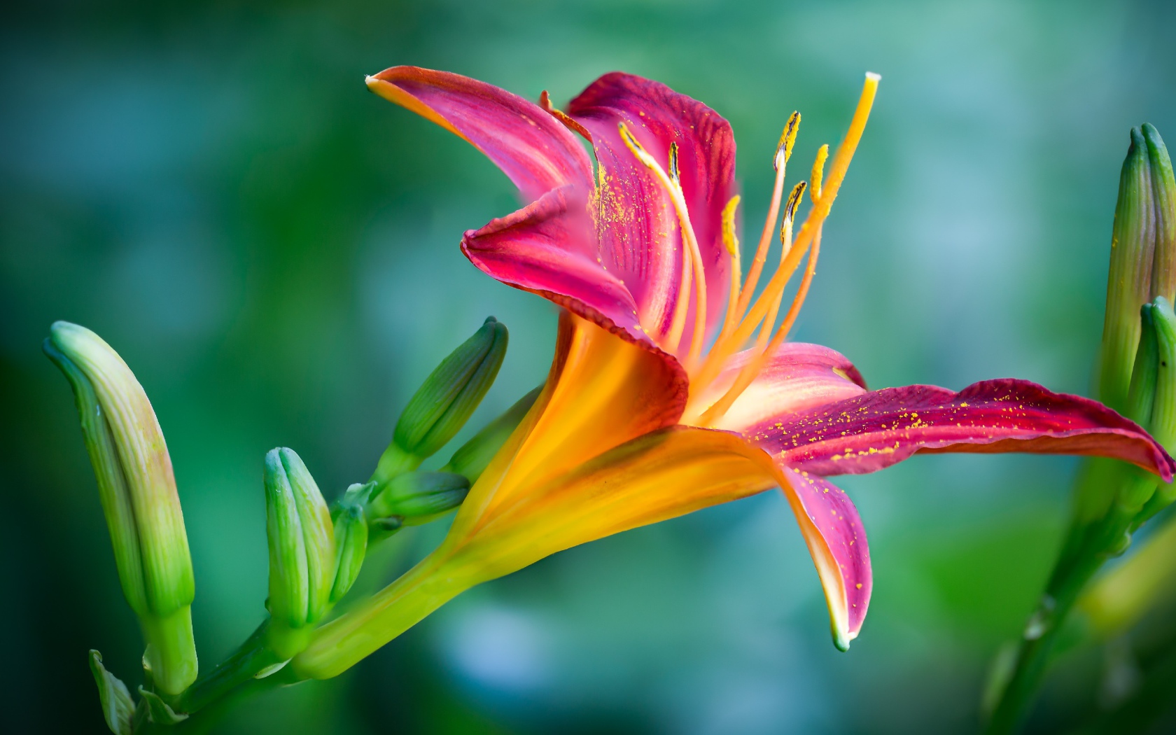 Нежная розовая лилия с бутонами на зеленом фоне крупным планом