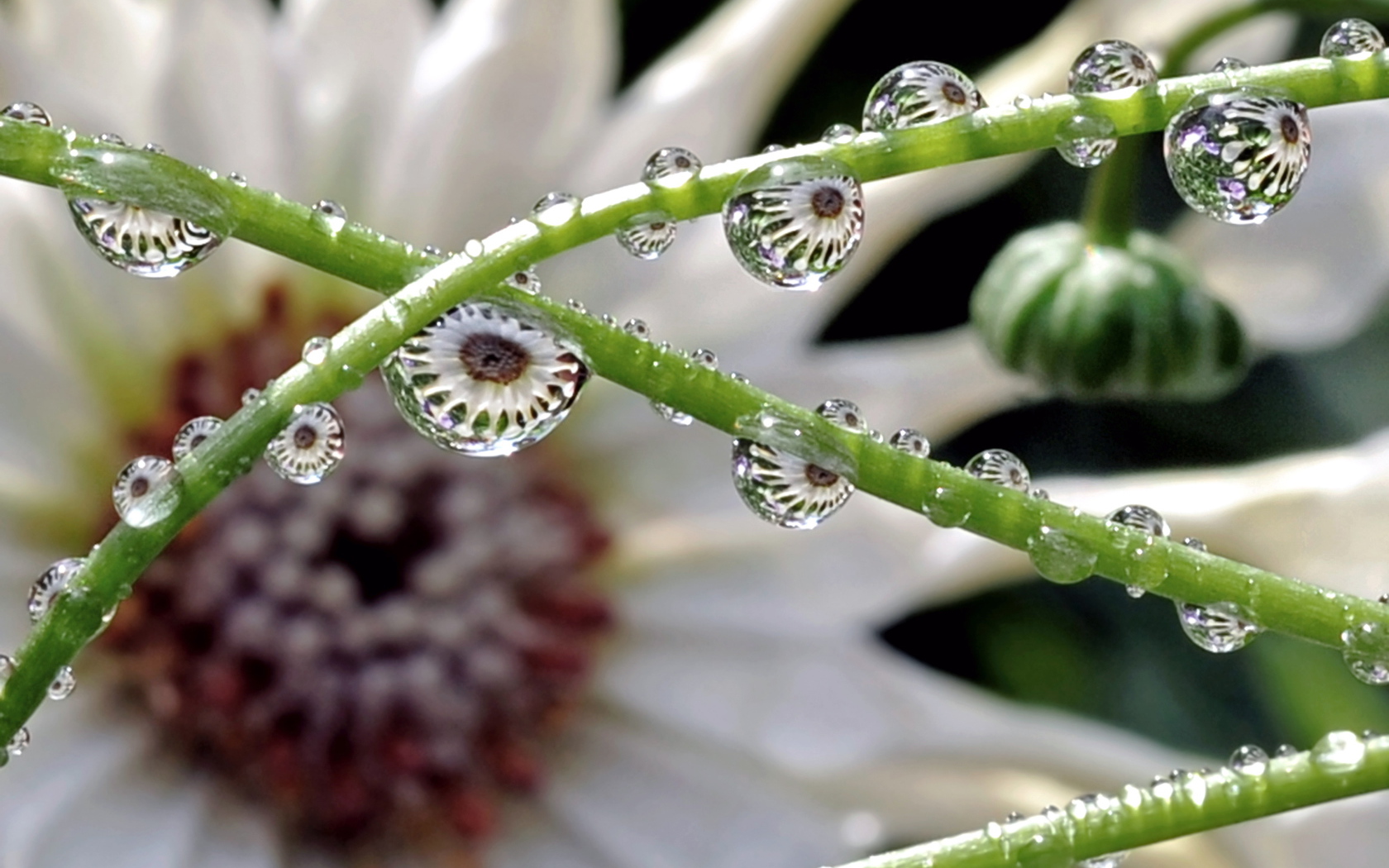 Капли на зеленых стеблях цветка