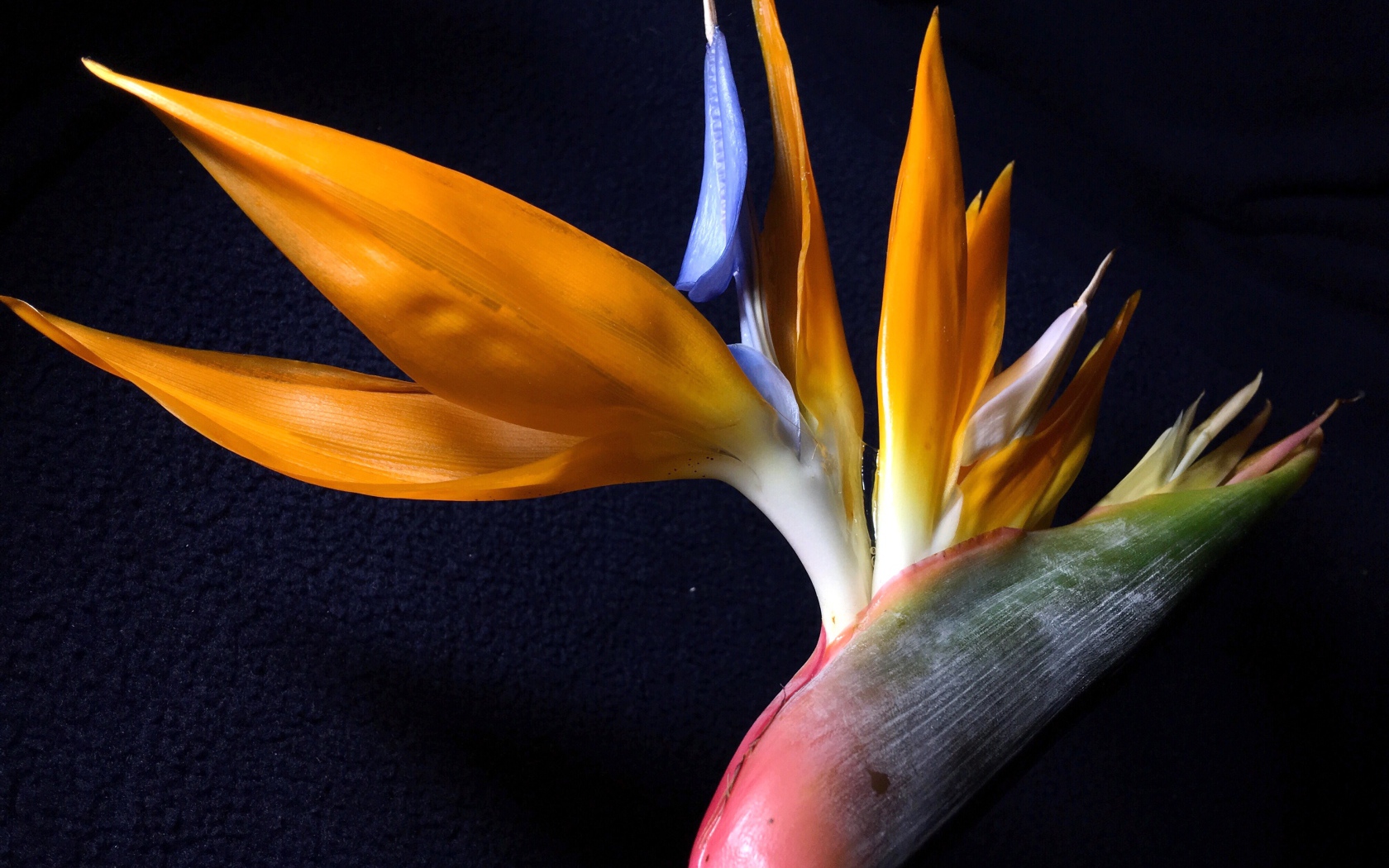 Экзотический цветок стрелиция на черном фоне