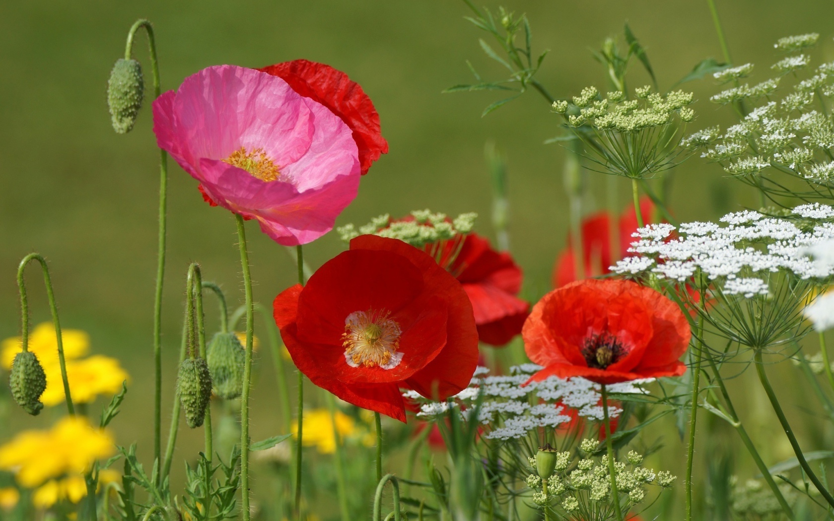 Полевые маки и кашка в поле