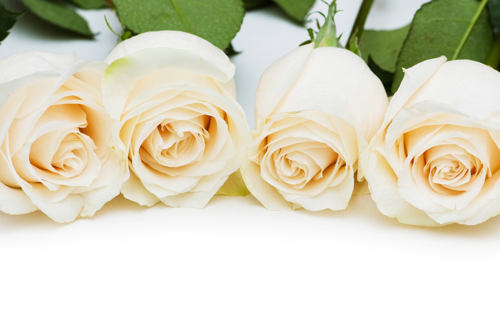 Четыре нежные белые розы на белом фоне