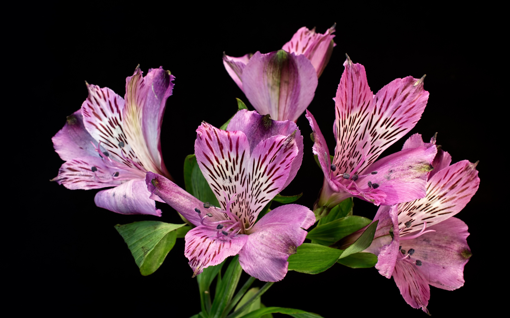 Сиреневые цветы альстромерия на черном фоне