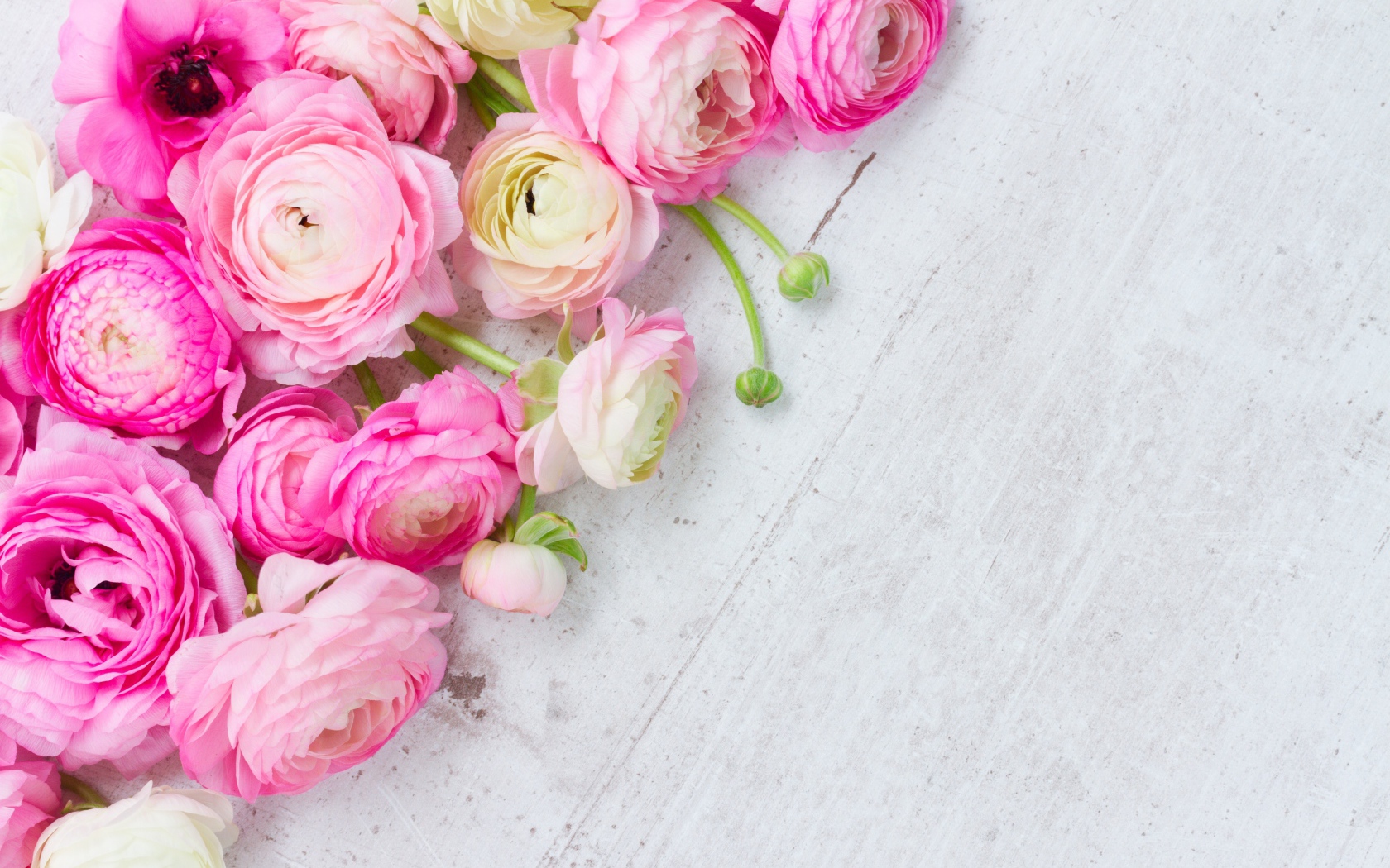 Много розовых лютиков на сером столе