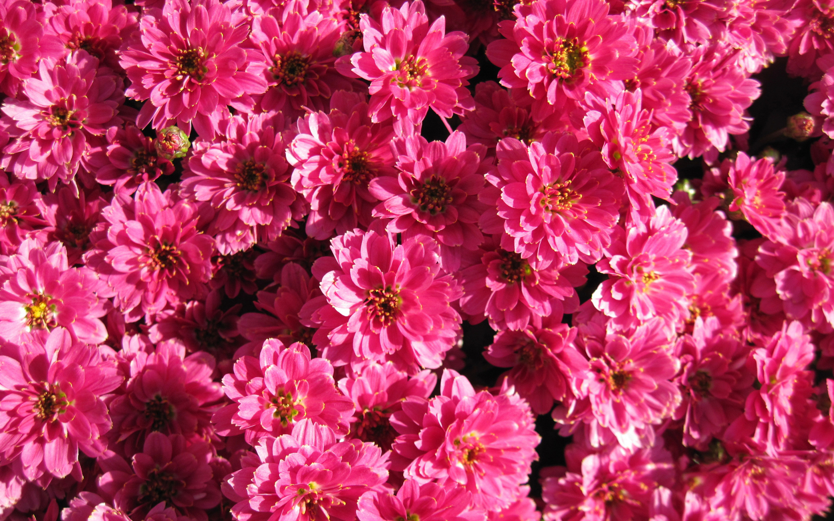 Много красивых нежных розовых хризантем крупным планом