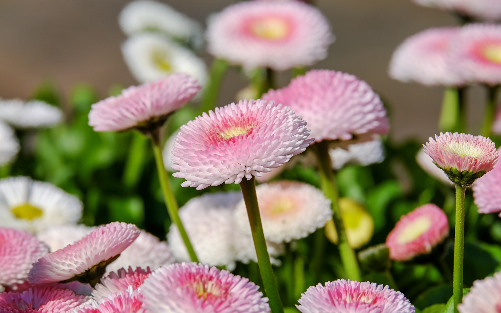 Много розовых маргариток на клумбе