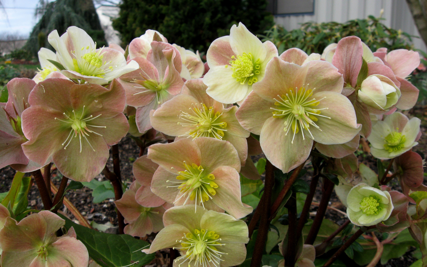 Много розовых цветов морозника крупным планом