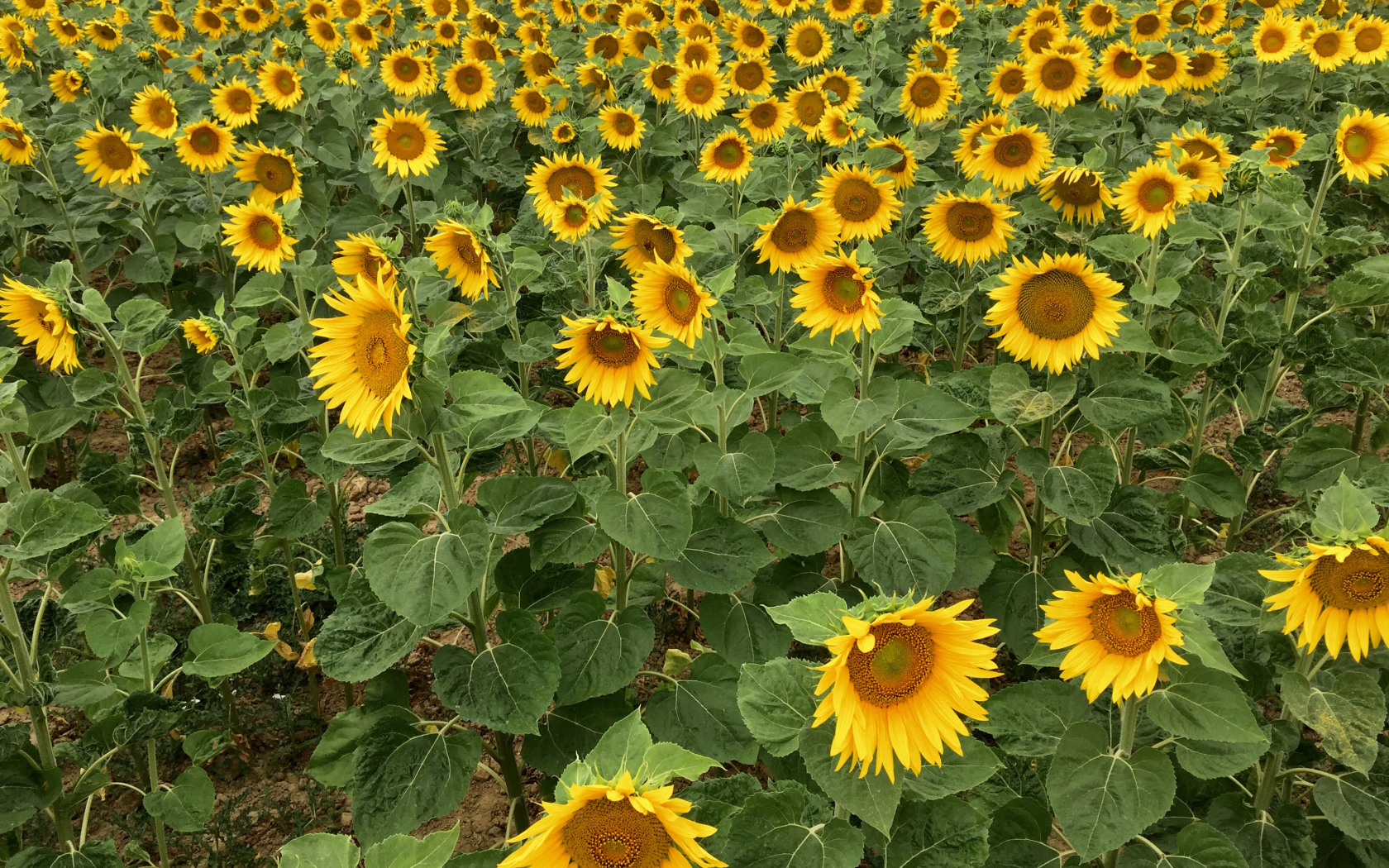 Много желтых цветущих подсолнухов на поле