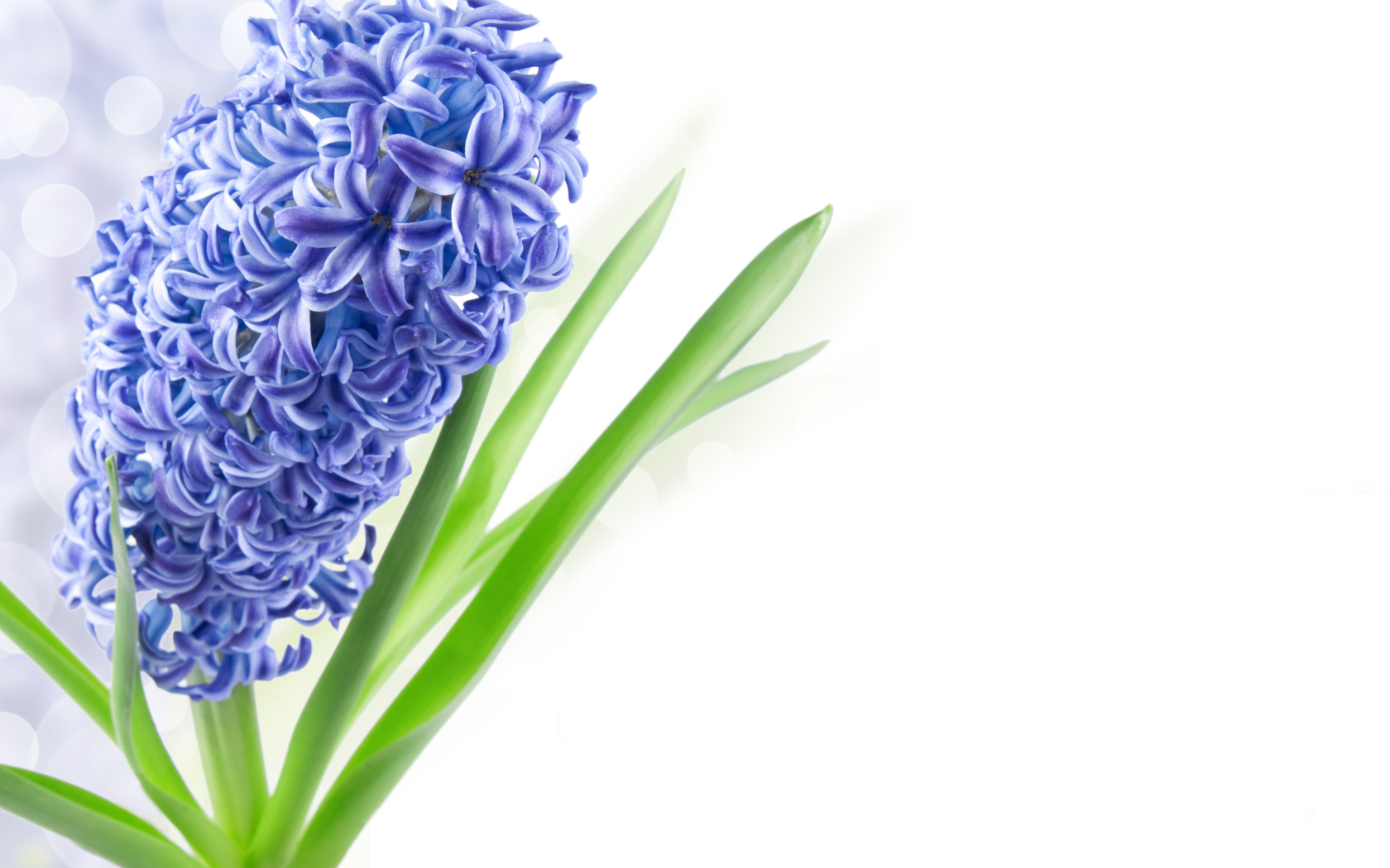 Один цветок голубого гиацинта на белом фоне