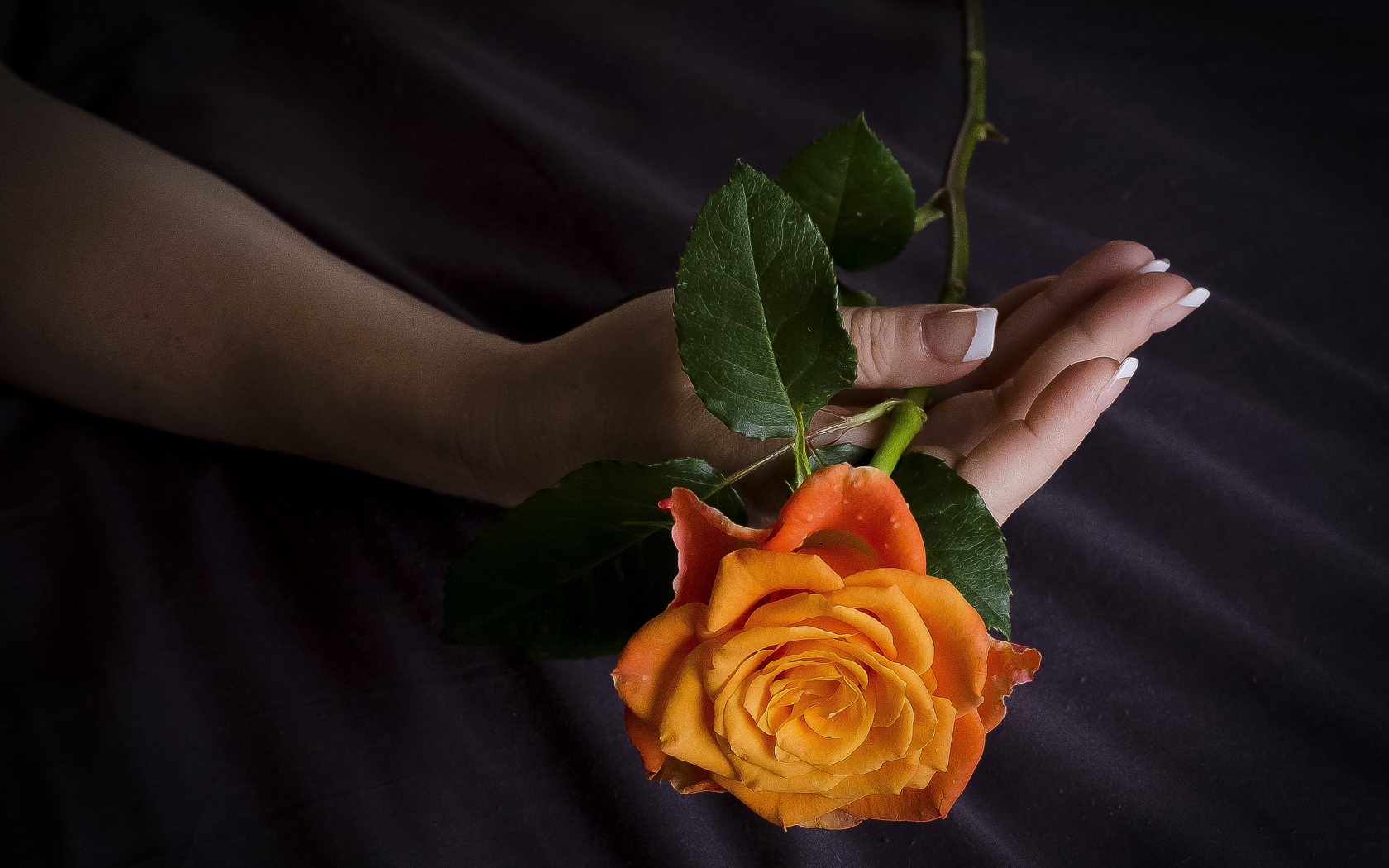 Оранжевая роза в руке у женщины 