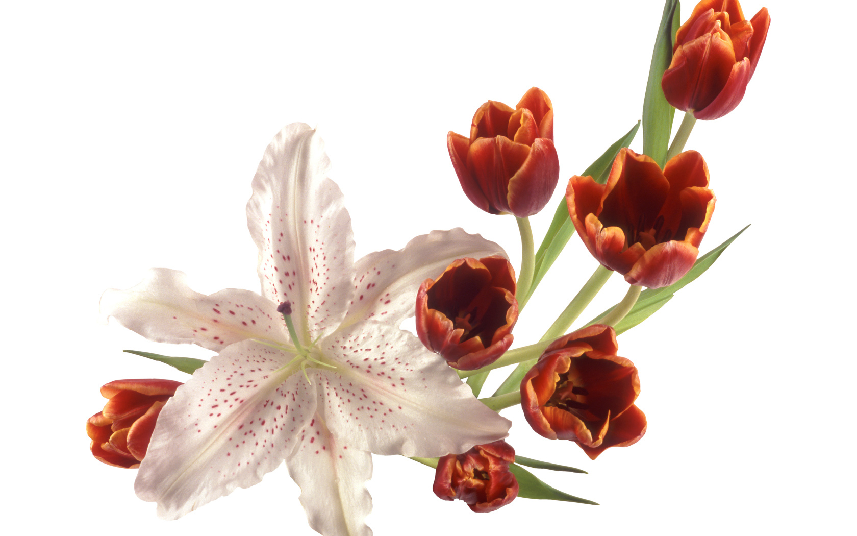 Оранжевые тюльпаны с лилией на белом фоне