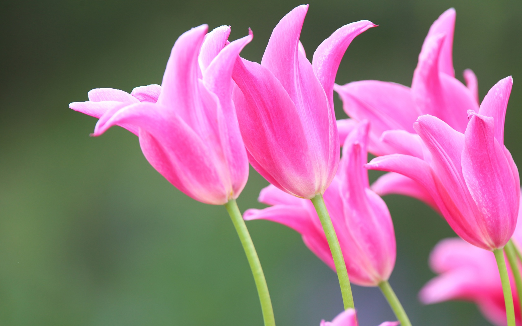 Розовые красивые весенние тюльпаны 