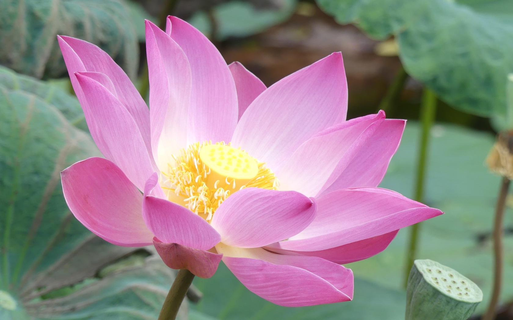 Розовый нежный редкий цветок лотоса в воде