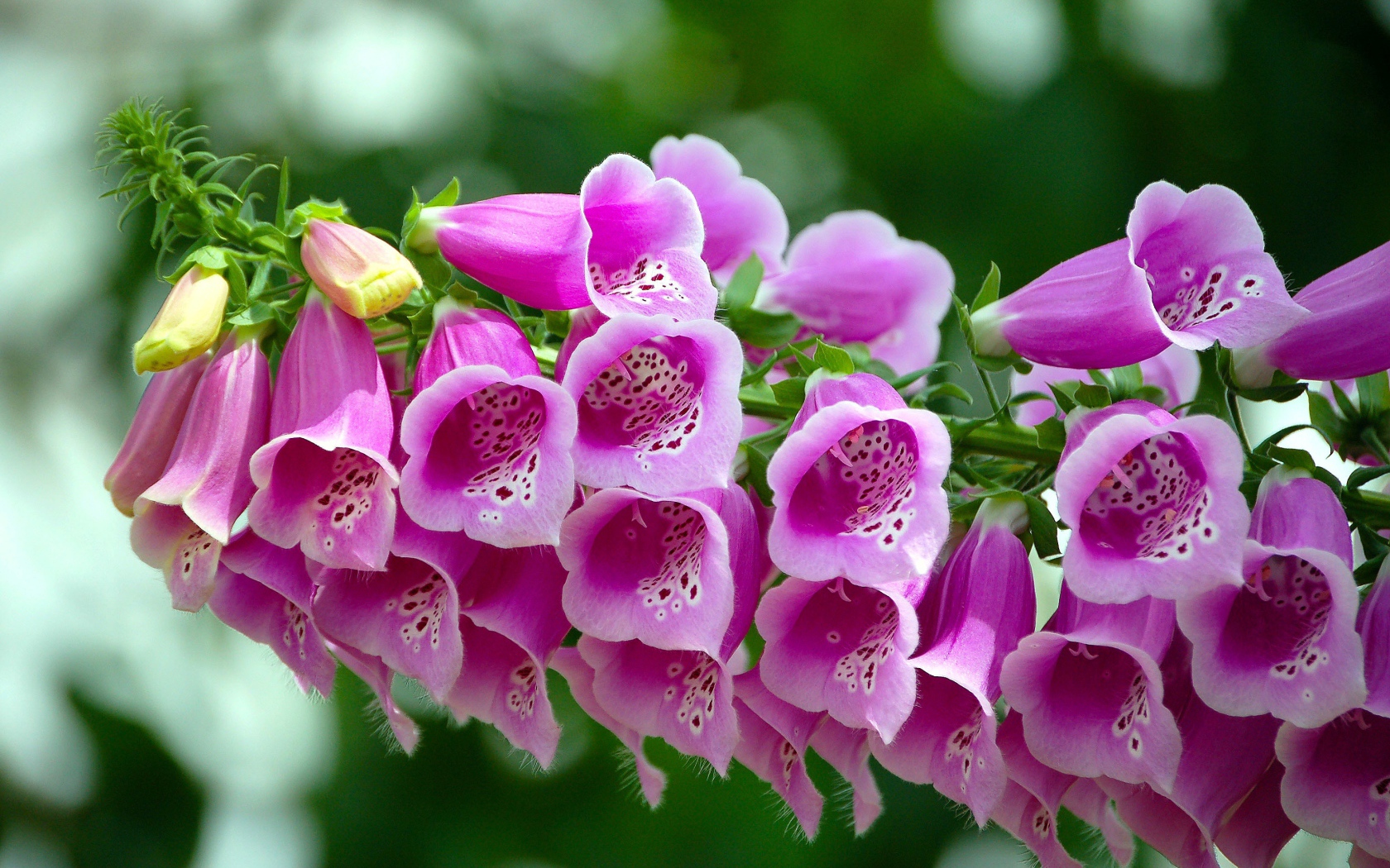 Розовые цветы наперстянка крупным планом