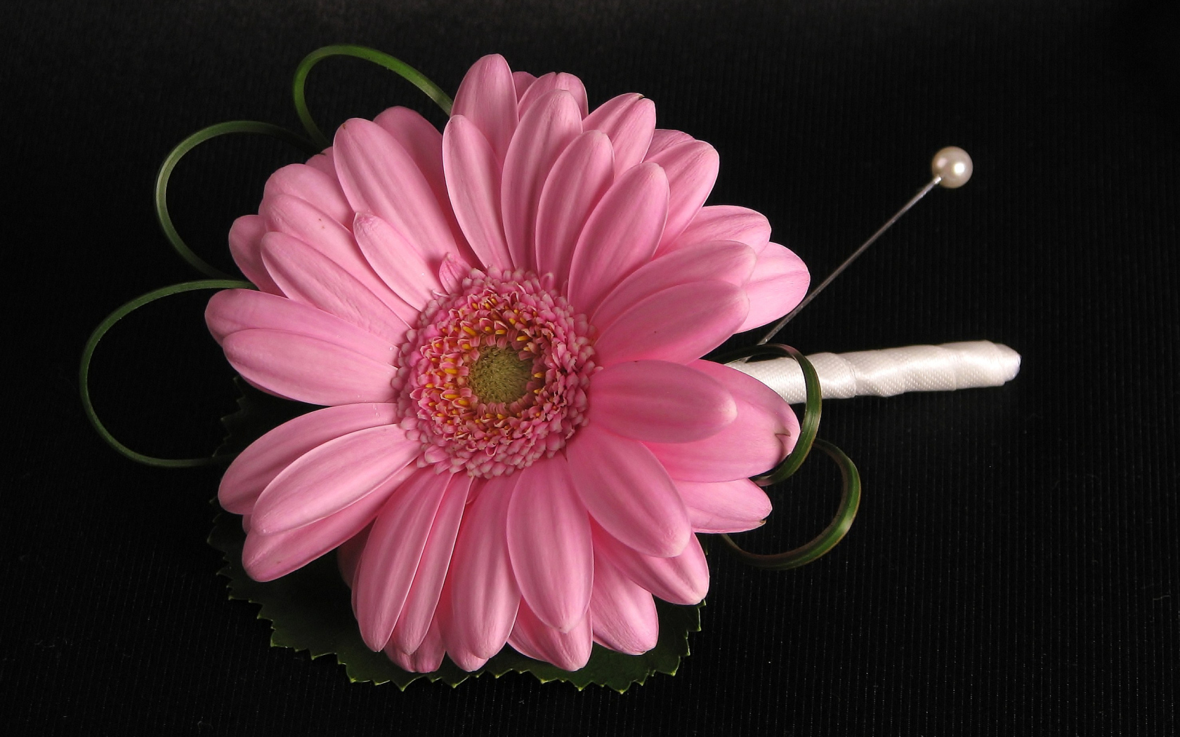 Розовый цветок герберы приколот к черной ткани