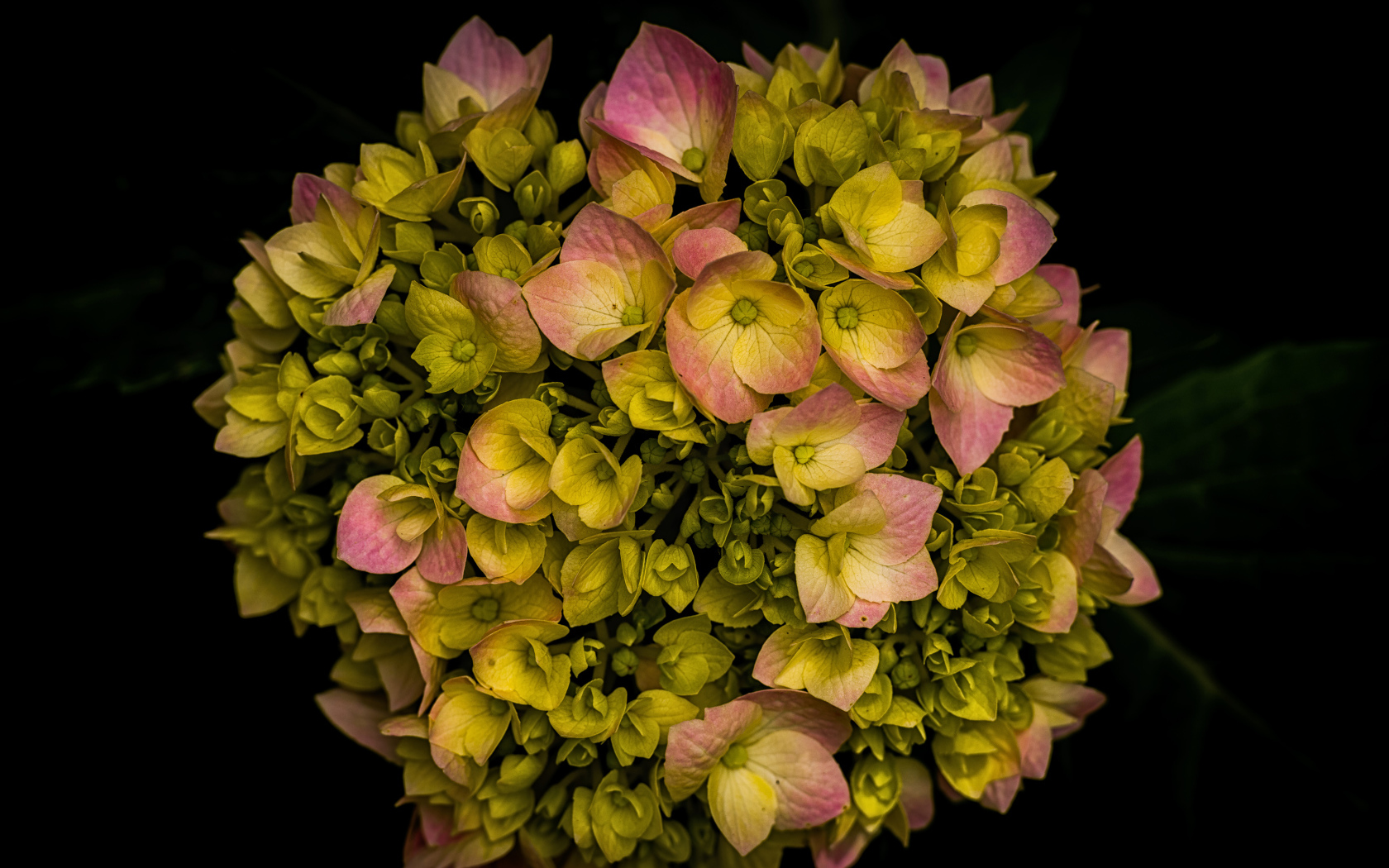 Розовый цветок гортензии распускается на черном фоне