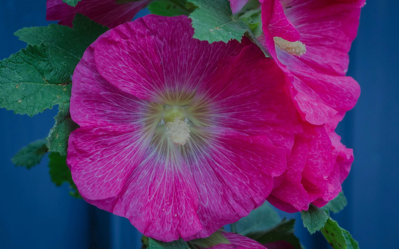 Розовые цветы мальвы с зелеными листьями крупным планом