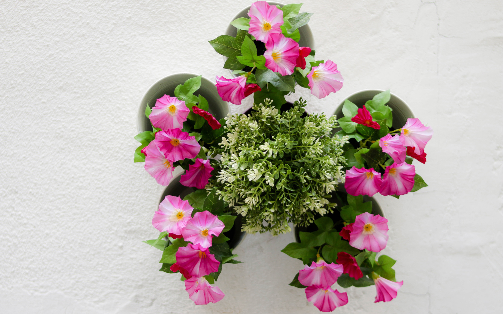 Розовые цветы петунии на сером фоне