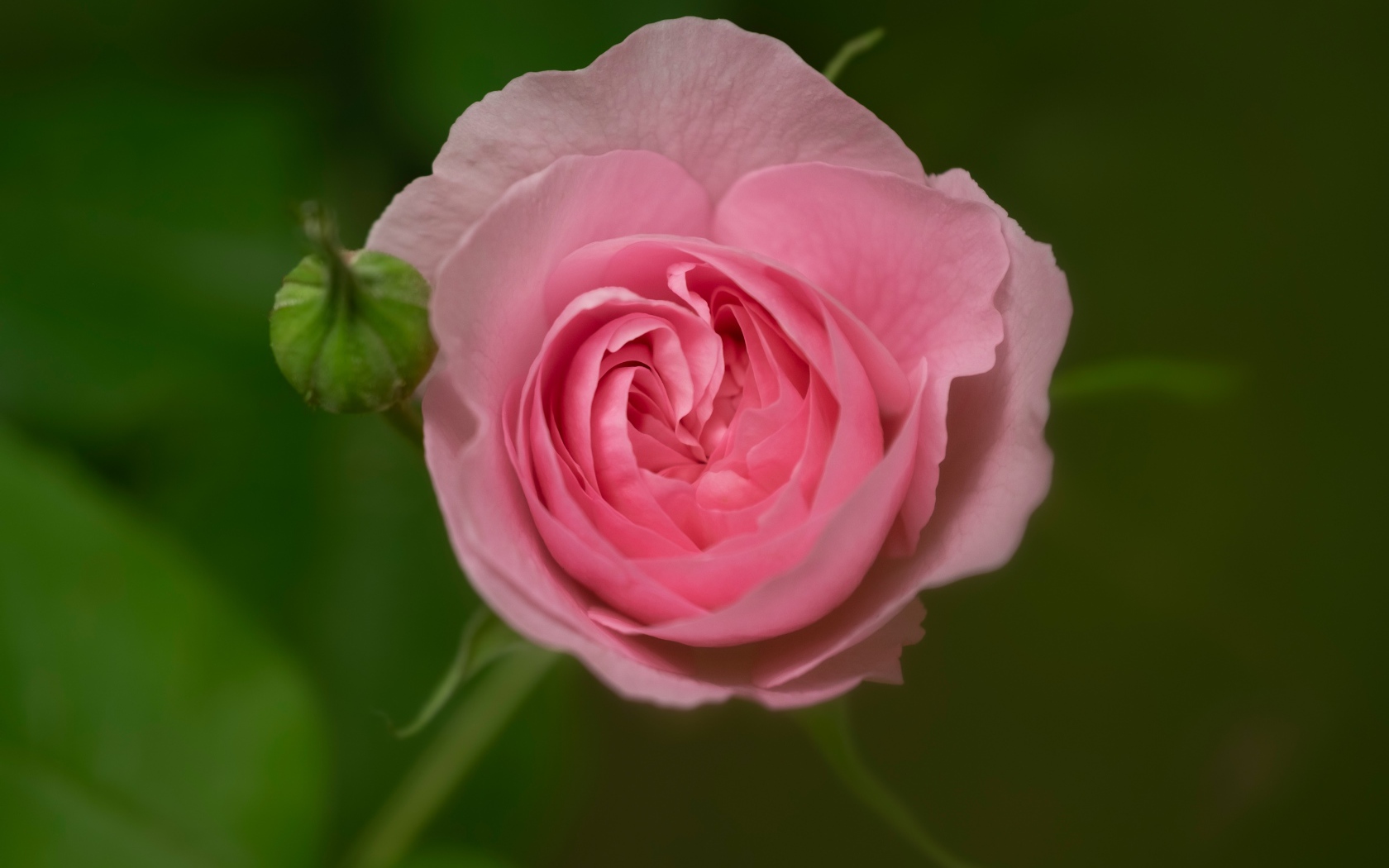 Розовая нежная роза с бутоном крупным планом