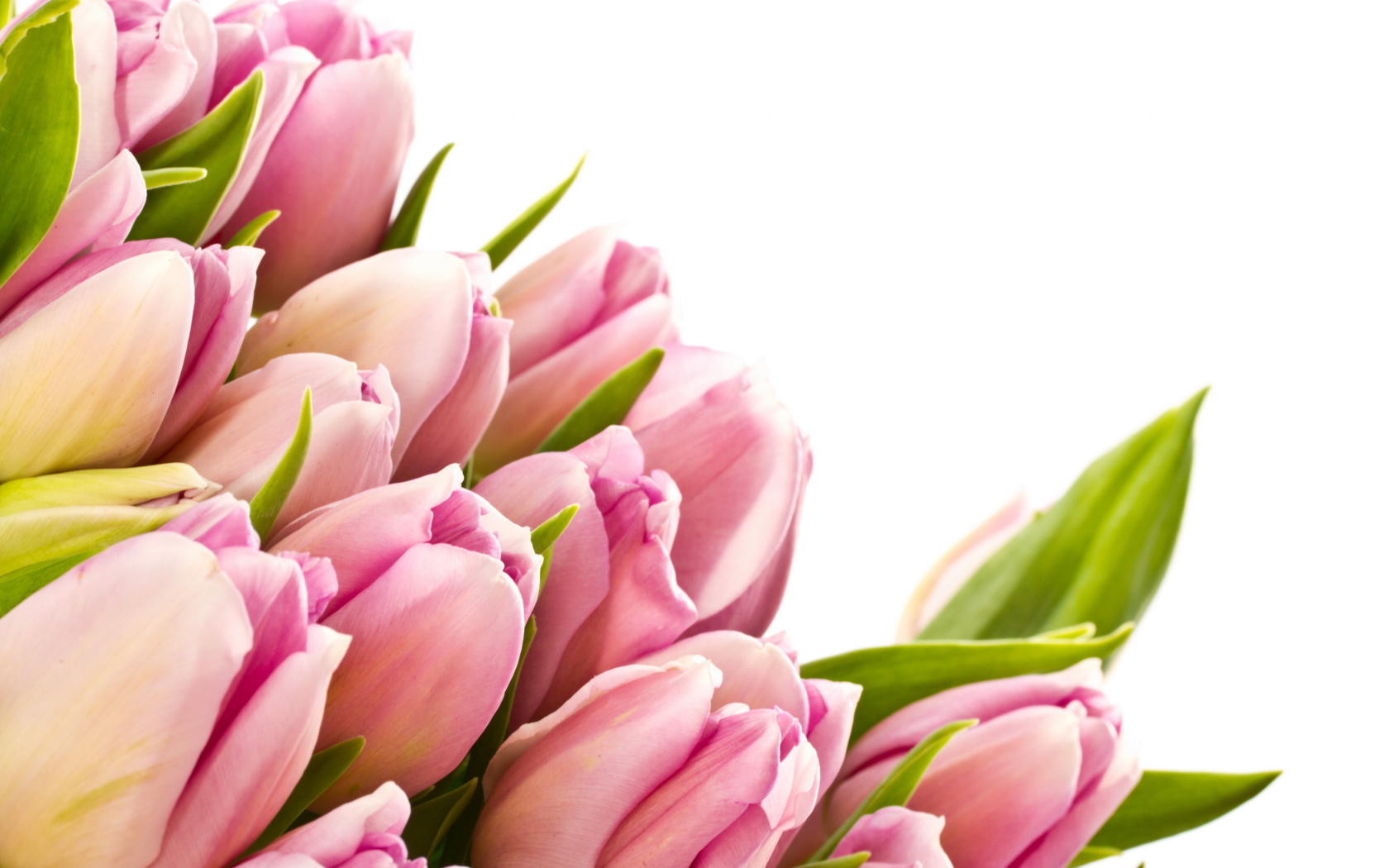 Розовые тюльпаны с зелеными листьями на белом фоне 