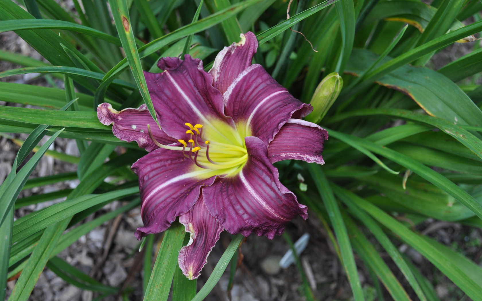 Фиолетовая лилия в зеленых листьях 