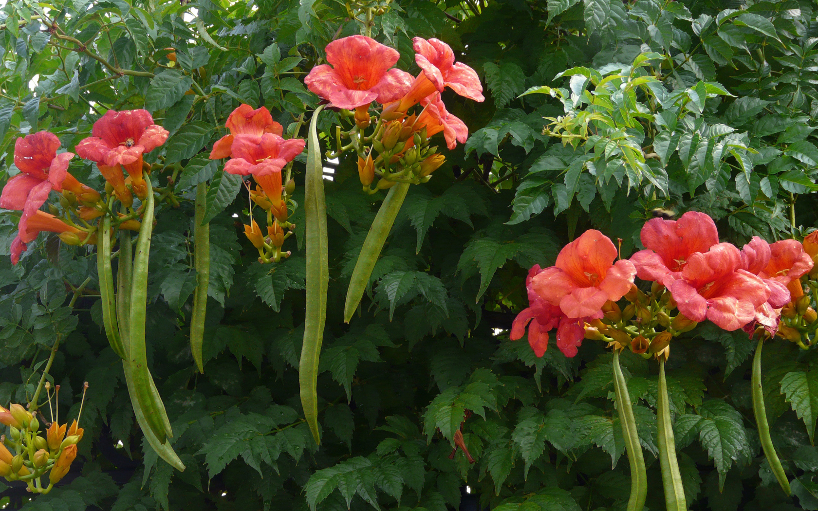 Красные цветы кампсис на кусте с зелеными листьями