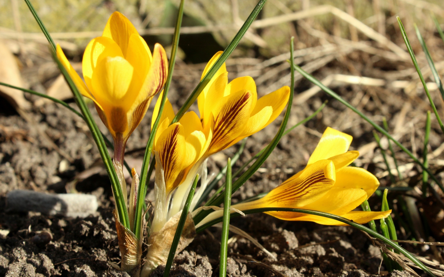 Солнечные желтые крокусы на земле весной