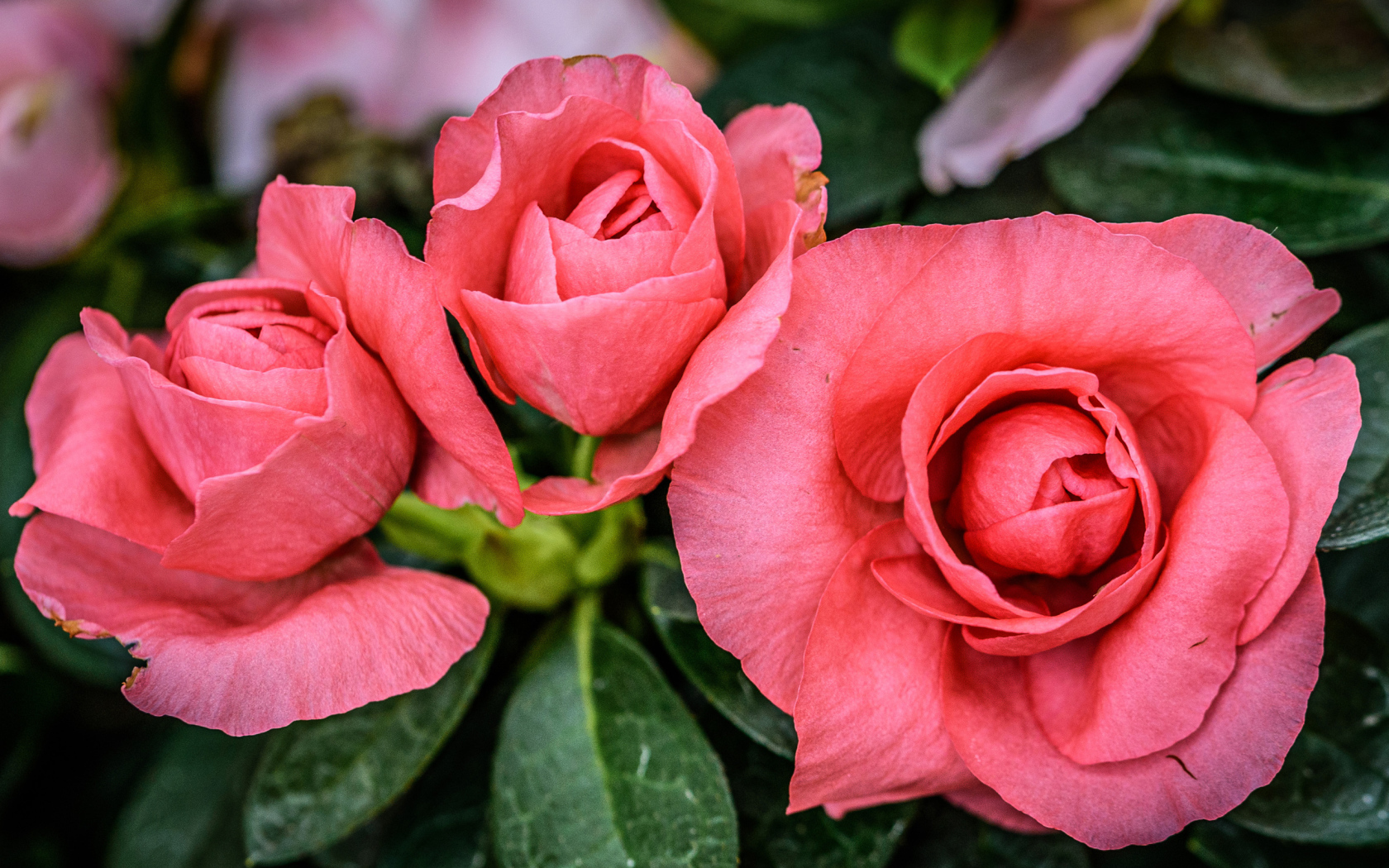 Три нежных розовых цветка бегонии крупным планом