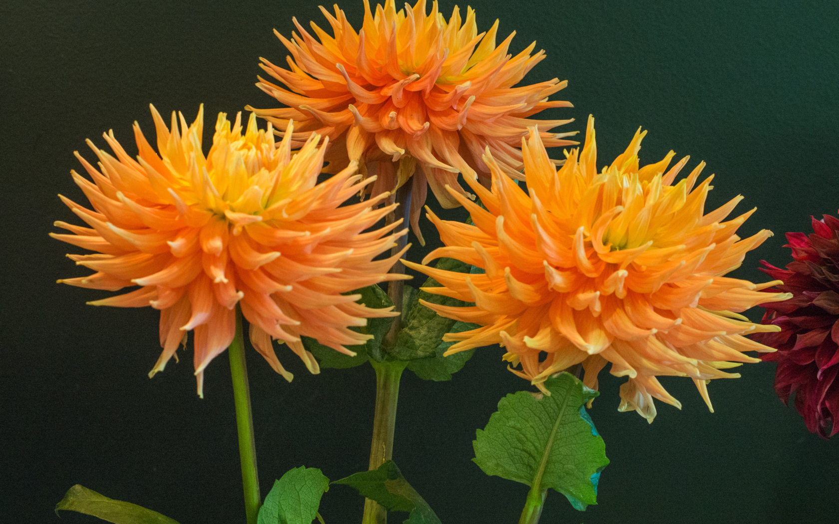 Три оранжевых георгины на фоне стены 