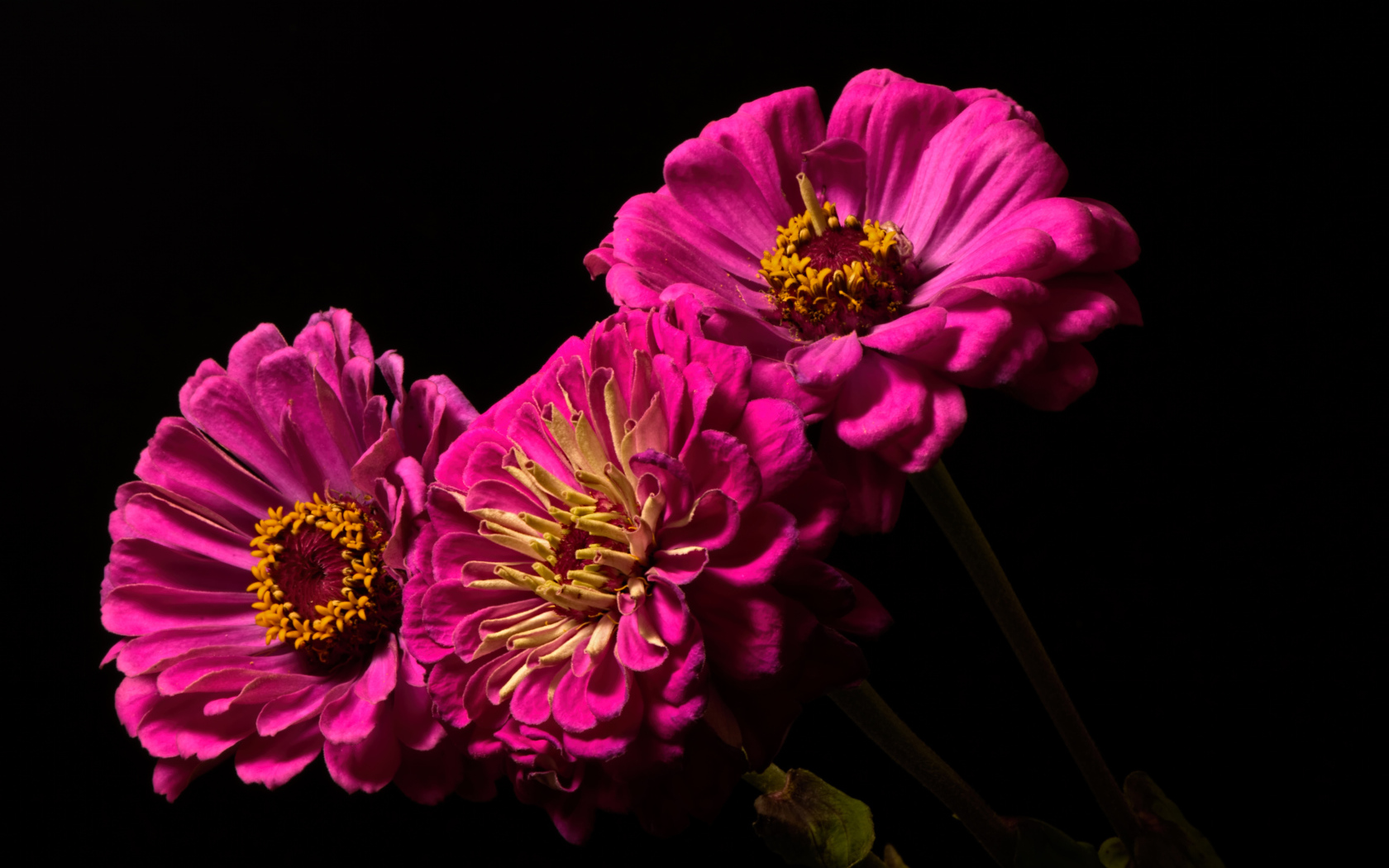 Три розовых цветка циннии на черном фоне