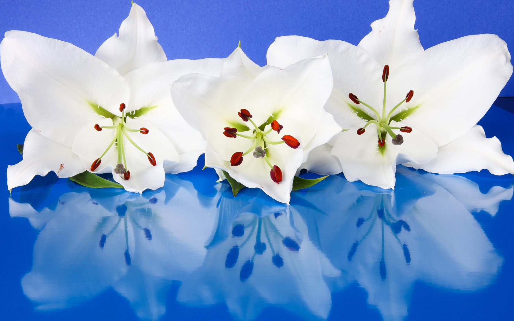 Три белые лилии отражаются в голубой поверхности 