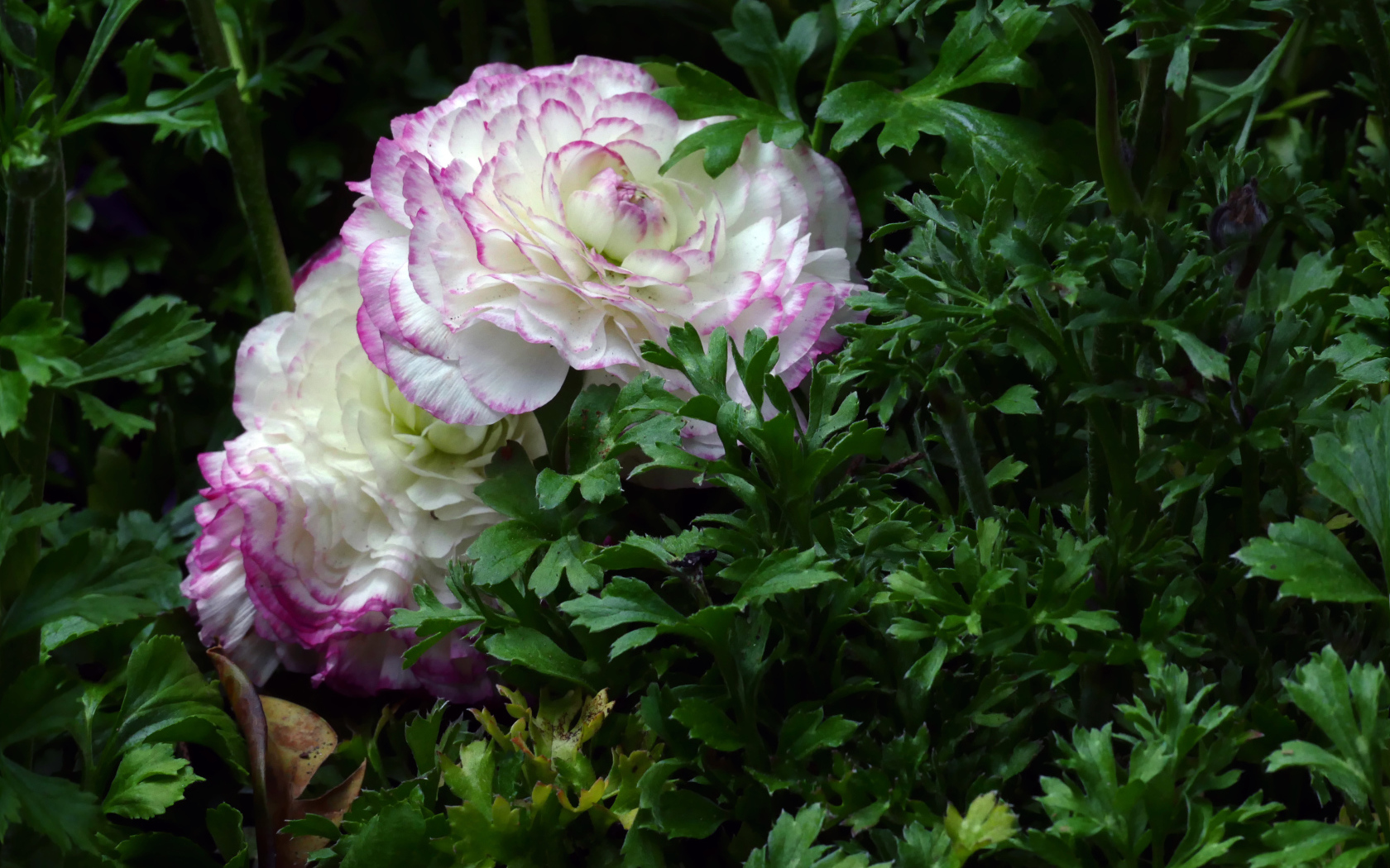 Два красивых цветка лютика в зеленых листьях 