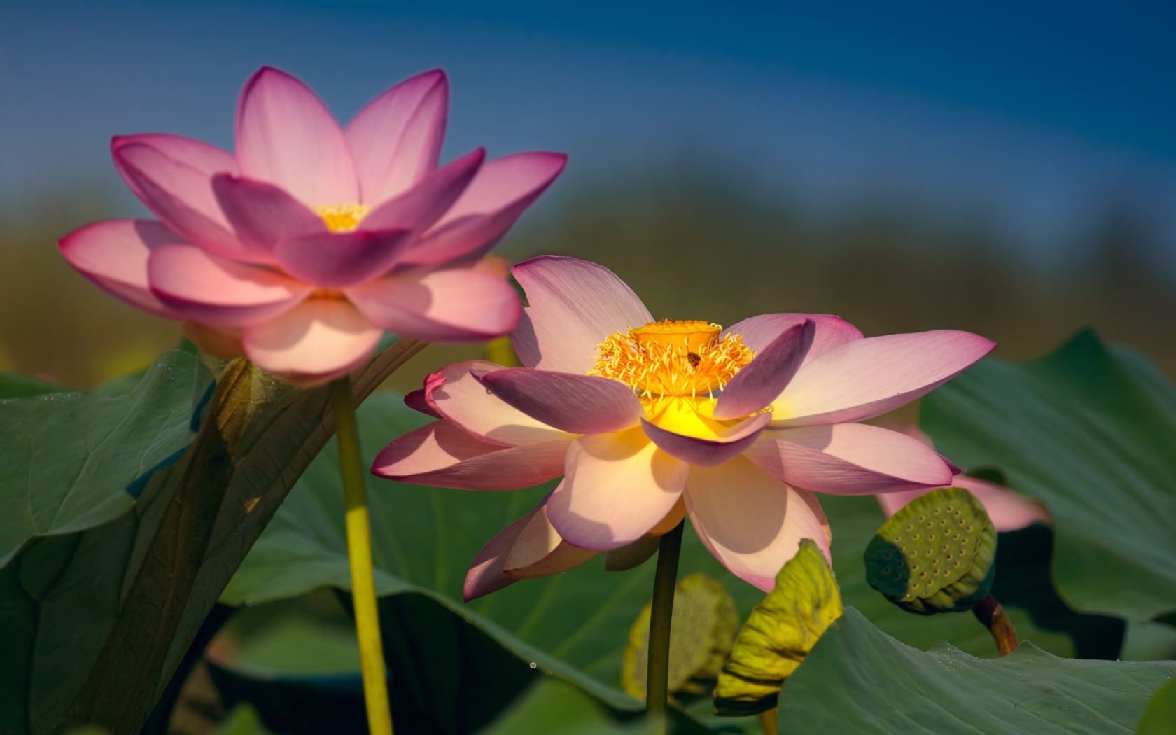 Два красивых нежных цветка лотоса в зеленых листьях