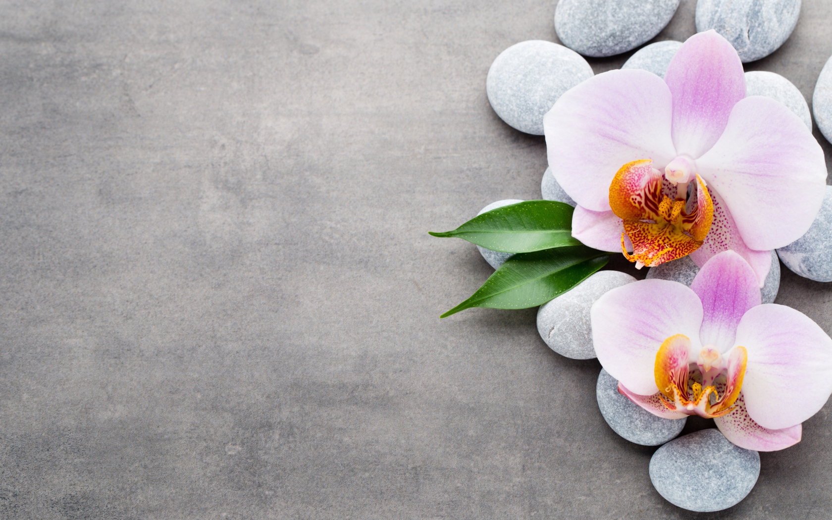 Две розовые орхидеи на камнях на сером фоне
