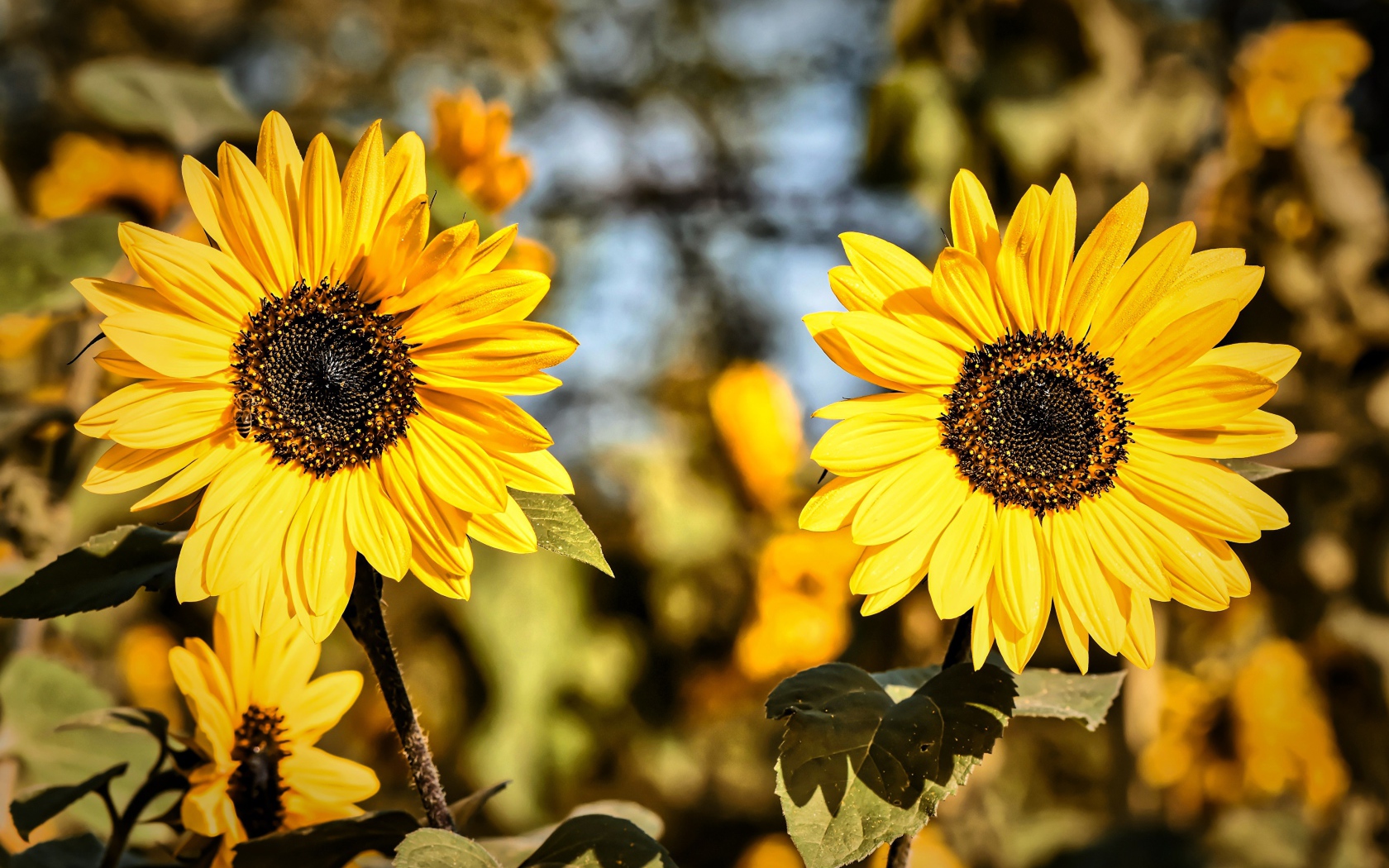 Два желтых цветка подсолнуха крупным планом
