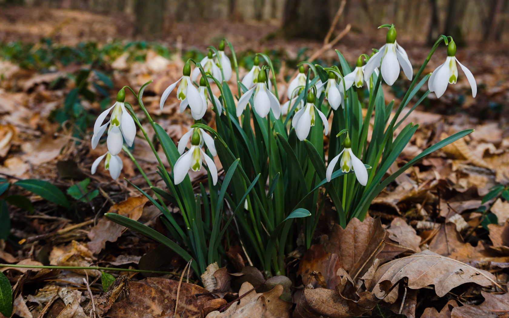 Белые красивые подснежники на сухой листве
