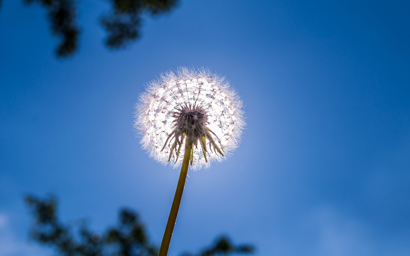 Белый одуванчик на фоне голубого неба 