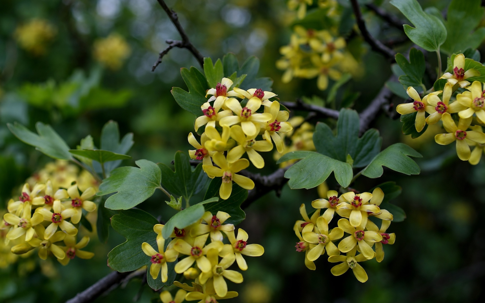 Желтые цветы смородины на ветках весной