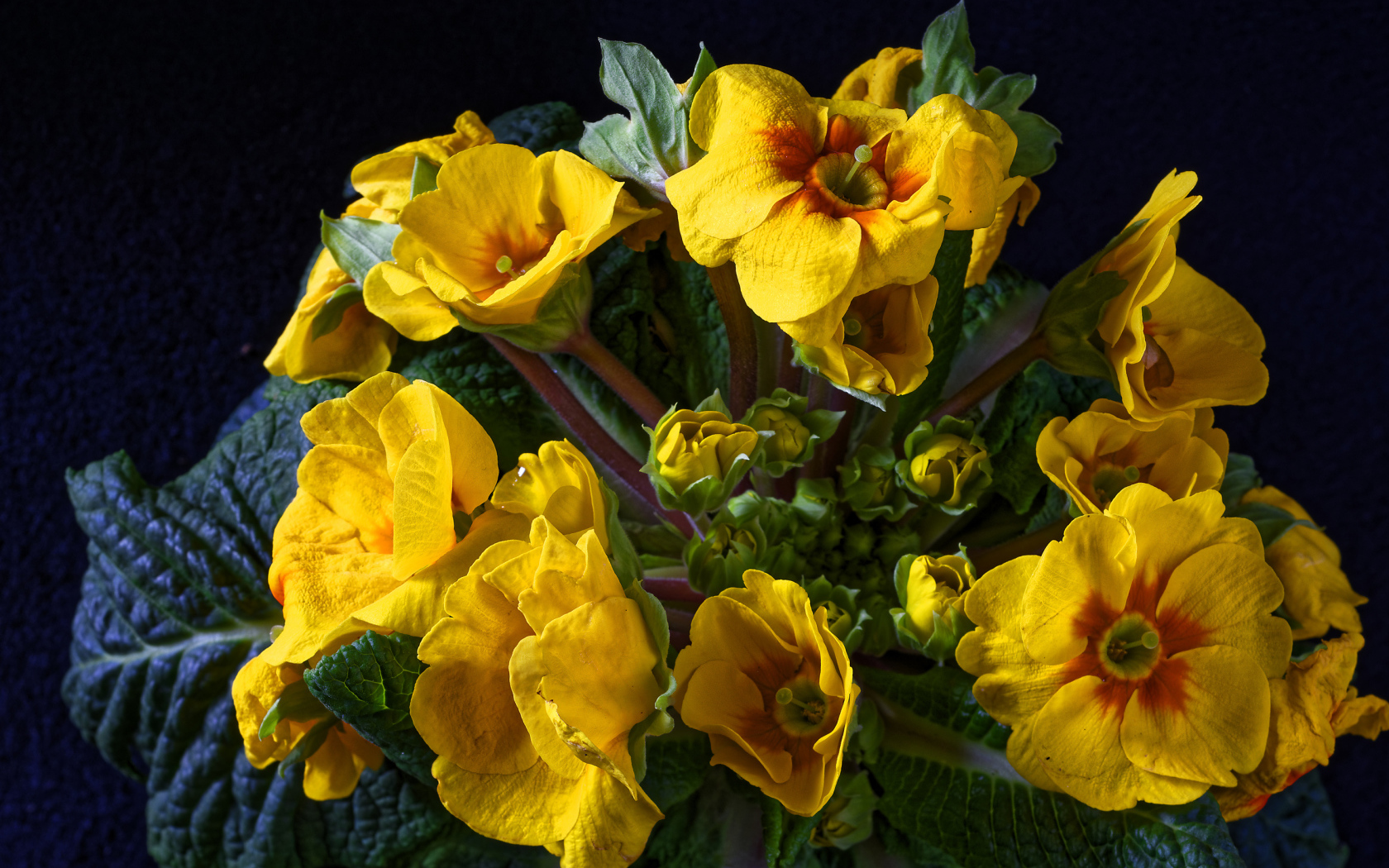 Желтые цветы комнатного цветка примулы крупным планом