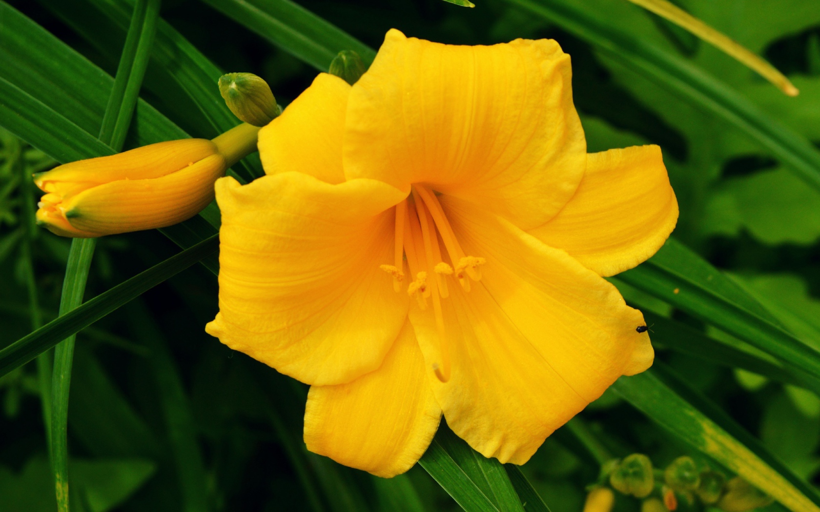 Желтая лилия с бутонами в зеленых листьях 