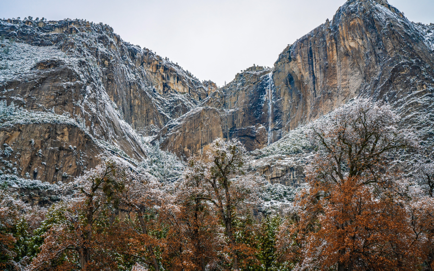 Деревья у высоких заснеженных гор 